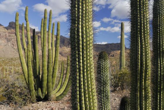 Arizona05