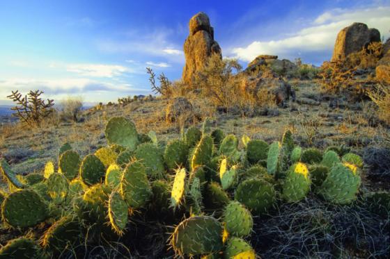 New-mexico03